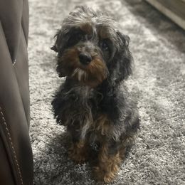 Fallon  - Cockapoo