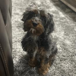 Fallon  - Cockapoo