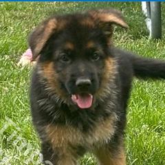 Koba (Boy 1) - Black and red German Shepherd puppy in Orem, Utah from Timpanogos Shepherds
