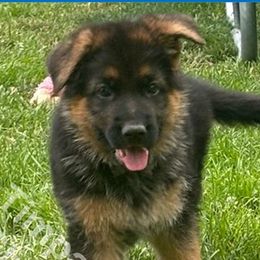 Koba (Boy 1) - Black and red German Shepherd puppy in Orem, Utah from Timpanogos Shepherds