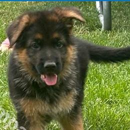 Koba (Boy 1) - Black and red German Shepherd puppy in Orem, Utah from Timpanogos Shepherds