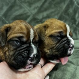 Boxer, Dalmatian, and Rottweiler Puppies from Poconopaws
