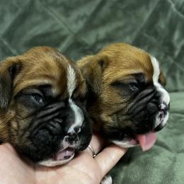 Boxer, Dalmatian, and Rottweiler Puppies from Poconopaws