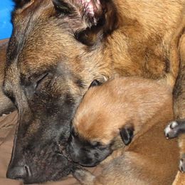 Belgian Malinois Puppies from D&C Kennel