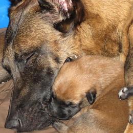 Belgian Malinois Puppies from D&C Kennel