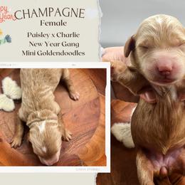 Champagne - Red  female Goldendoodle puppy in Hilton, New York from The House of Goldendoodle