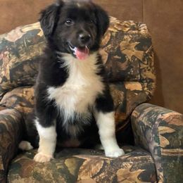 Australian Shepherd, Miniature Australian Shepherd, and Toy Australian Shepherd Puppies from Osborne's Aussies