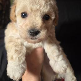 Lovey - Apricot female Maltipoo puppy in Sahuarita, Arizona from Cowgirl's Legacy Maltipoos