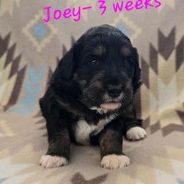 Skye - Black tri-color female Aussiedoodle puppy in Redding, California from House Merrills Minis and Doodles