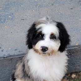 Aussiedoodle, Bernedoodle, and Poodle Puppies from Awesome Paws