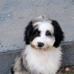 Aussiedoodle, Bernedoodle, and Poodle Puppies from Awesome Paws