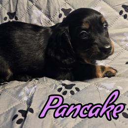 Pancake - Black tri-color female Australian Shepherd puppy in Albion, Michigan from Northern Lights Aussies (NL Aussies)