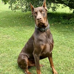 Judge - Doberman Pinscher