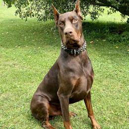 Judge - Doberman Pinscher
