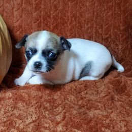 Chihuahuas from Valley Chihuahuas