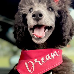 Poodles from Dreamland Standard Poodles