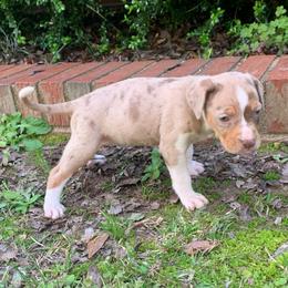 Female 1 - Red merle female Catahoula Leopard Dog puppy in Gadsden, Alabama from Rich Cat’s