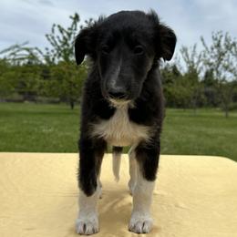 Silken Windhound Puppies from Luminous Silken Windhounds