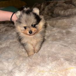 Samuel - Blue merle male Pomeranian puppy in Angleton, Texas from Pomeranian Palace, LLC