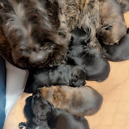 Harvest - Brindle female Scottish Terrier puppy in Mancelona, Michigan from Stefany Farm of Happiness
