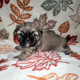 Boy 4 - Sable male Shih Tzu puppy in Bishop, California from Shih Tzu G-ma