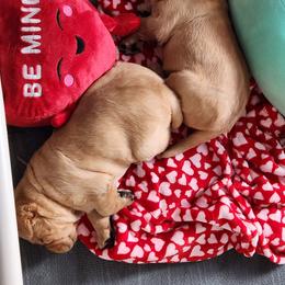 Labrador Retriever Puppies from Heartfelt Love Labradors