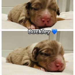 Buckley - Red merle male Australian Shepherd puppy in Palm Bay, Florida from Wiggle Butt's