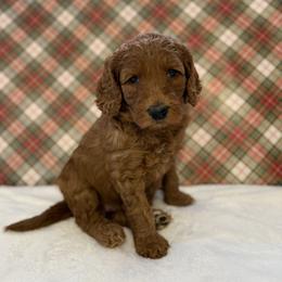 Ruby - Red  female Goldendoodle puppy in Fayetteville, Arkansas from Mountain Grove Doodles