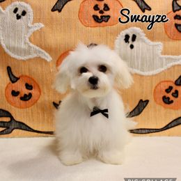 Swayze - White male Maltese puppy in Morehead, Kentucky from Paw Perfect Pets