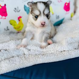 Mojito - Silver and white male Pomsky puppy in Yavapai County, Arizona from Pawsh Pomskies