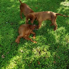 Irish Setter Puppies from Ruairi's Irish Setters