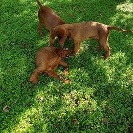 Irish Setter Puppies from Ruairi's Irish Setters