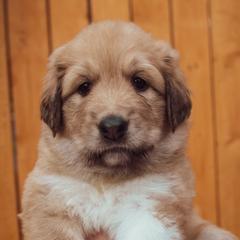Girl 1 "Abby" - Colorado Mountain Dog puppy in Colorado Springs, Colorado from West Side Woofies