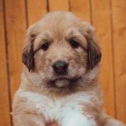 Girl 1 "Abby" - Colorado Mountain Dog puppy in Colorado Springs, Colorado from West Side Woofies