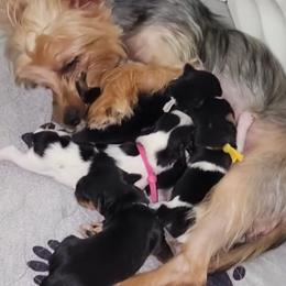 Yorkshire Terrier puppies from J Designer Puppies