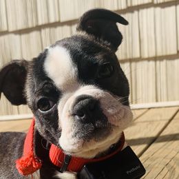 Boston Terriers and Yorkipoos from Syd's Designer Breeds of NC
