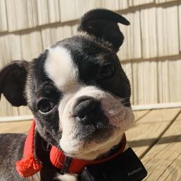 Boston Terriers and Yorkipoos from Syd's Designer Breeds of NC