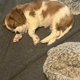 Buddy the Elf - Blenheim male Cavalier King Charles Spaniel puppy in Sandy, Utah from Wasatch Cavaliers