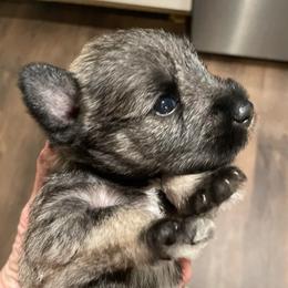 Peyton - Salt and pepper female Miniature Schnauzer puppy in Interlachen, Florida from Pam's Schnauzers