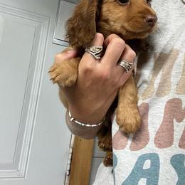 Lulu - Red female Dachshund puppy in Oklahoma from Rockin’ S Kennel