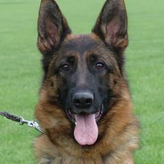 Carina - German Shepherd