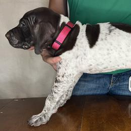 German Shorthaired Pointer Puppies from MCP Kennels