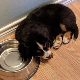 Bernese Mountain Dog Puppies from Stone Hill Farm