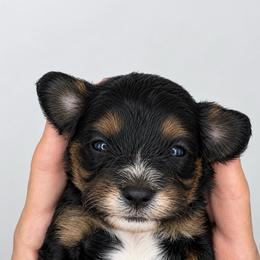 May - Black and tan female Cavapoo puppy in Fayette County, Ohio from Happy Tails