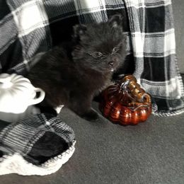Expresso - Black male Pomeranian puppy in Ada, Oklahoma from Once Upon A Puff
