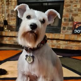 Miniature Schnauzers from Matrix Schnauzers