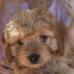 Bernedoodles and Cavapoos from Dreaming of Doodles