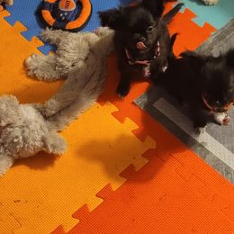 Chihuahua Puppies from Elegant Exotic Chihuahua's