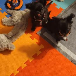 Chihuahua Puppies from Elegant Exotic Chihuahua's