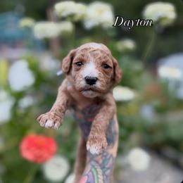 Dayton - Red  male Goldendoodle puppy in Roseburg, Oregon from Dbos Furry Friends